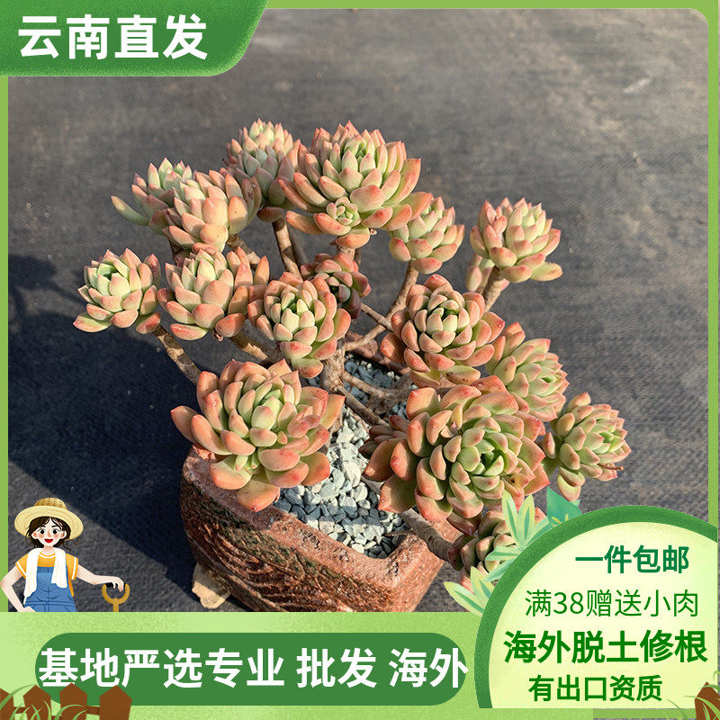 马库斯超萌多头群生老桩多肉植物美观趣味皮实新手好养阳台易爆盆
