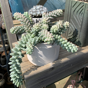 彩虹玉缀多肉植物垂钓好养绿植悬崖大群生适合庭院阳台盆栽带盆土