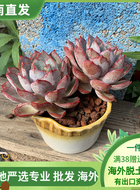 赫拉上头整桩红色经典多肉植物云南室内阳台云南创意精品盆栽花卉