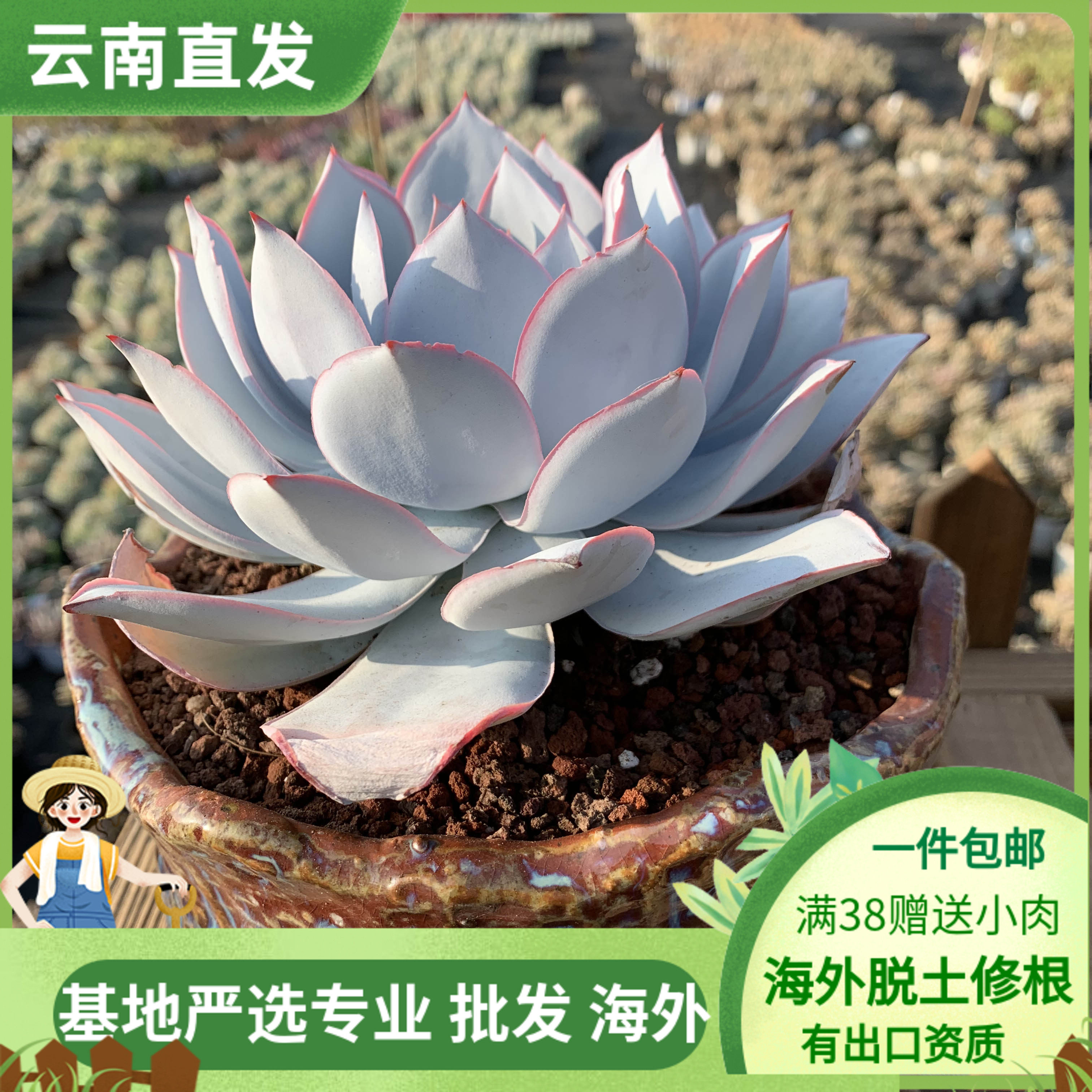 大棚直销大株控养超仙薄叶多肉植物广寒宫晚霞蓝光冬季好养大盆栽,鲜花速递/花卉仿真/绿植园艺,多肉植物,淘宝优惠券,粉丝福利购,淘宝优惠卷