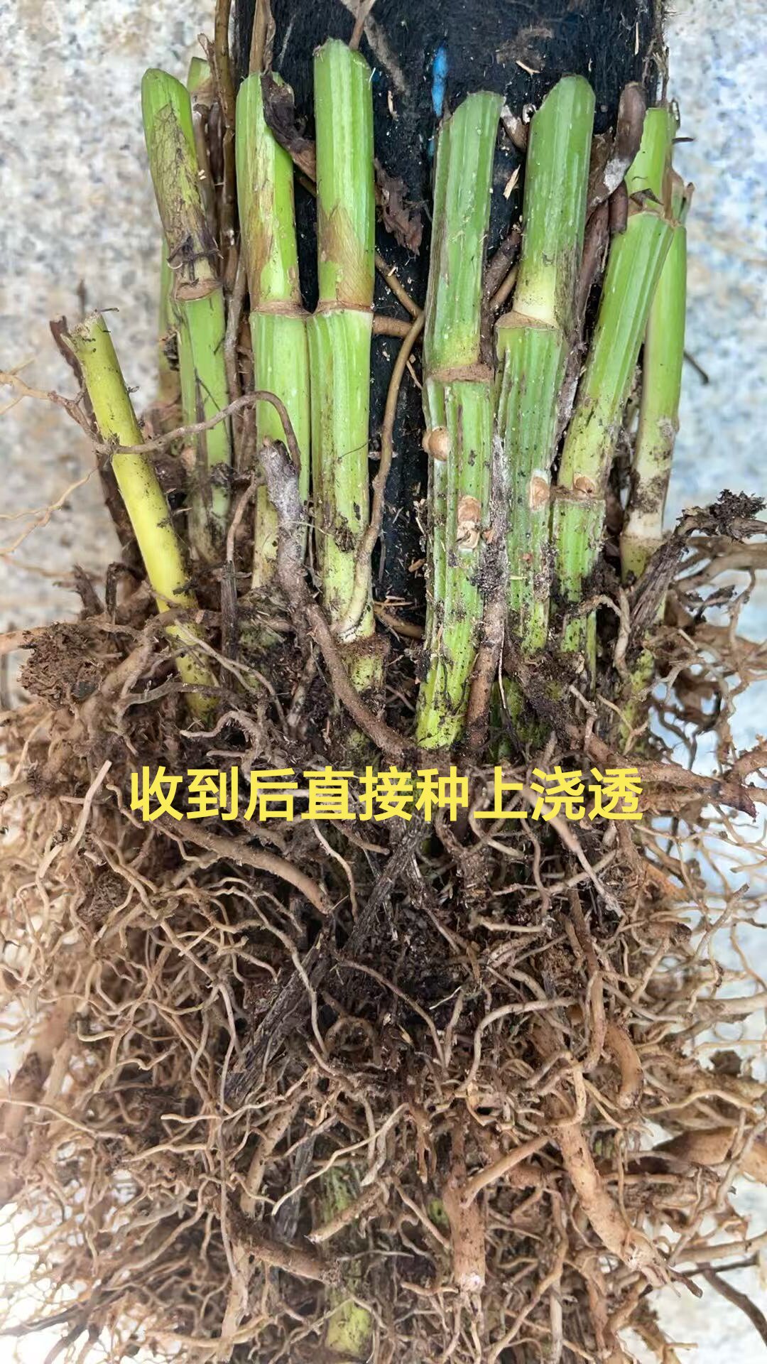 正品大叶绿萝盆中老根有根苗室内养殖盆景盆栽净化空气除甲醛能手
