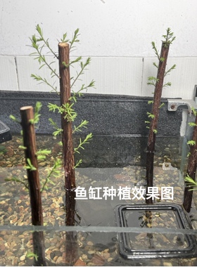落羽杉素材裸根独杆苗多分枝苗水培鱼缸造景土培盆景盆栽地栽苗