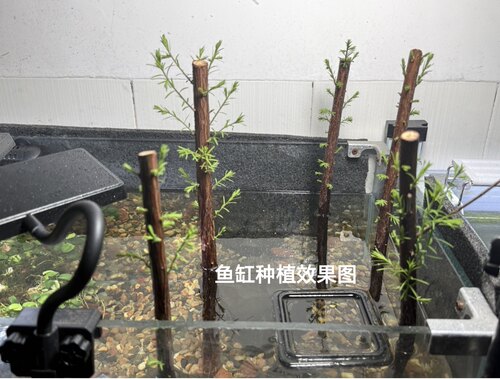 落羽杉素材裸根独杆苗多分枝苗水培鱼缸造景土培盆景盆栽地栽苗