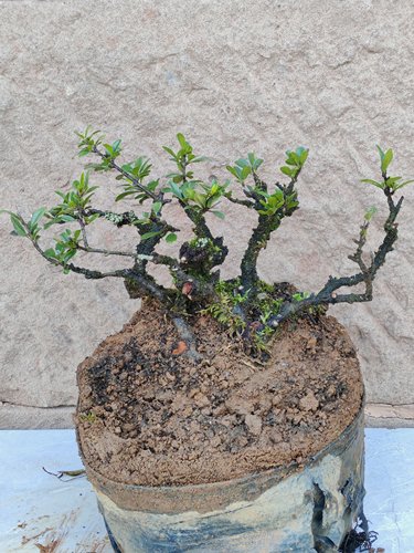 米叶铁马鞭老桩盆景素材带盆发货四季常绿植物