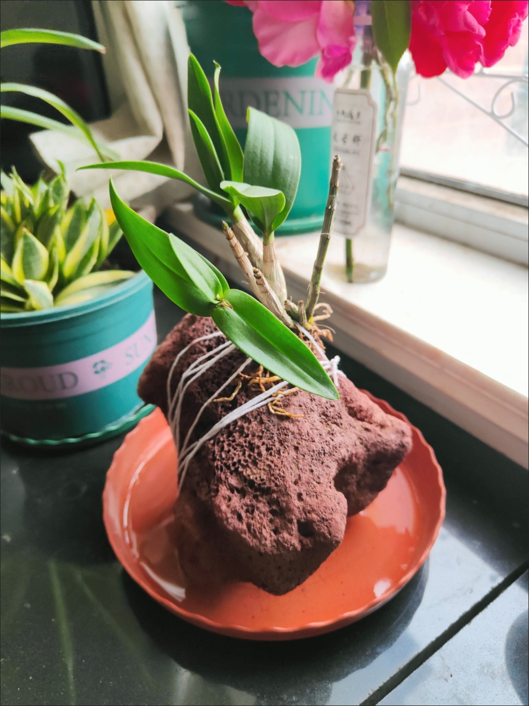 红色多孔火山石新手养的盆景适合新手养的兰花种植石斛易生根