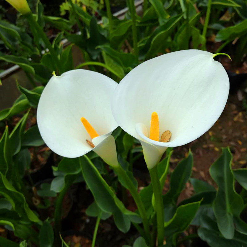 白色马蹄莲庭院盆栽植物盆栽可水培花卉绿植