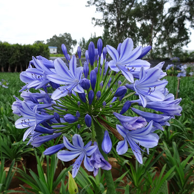 百子莲常绿庭院盆栽壮苗夏季开花