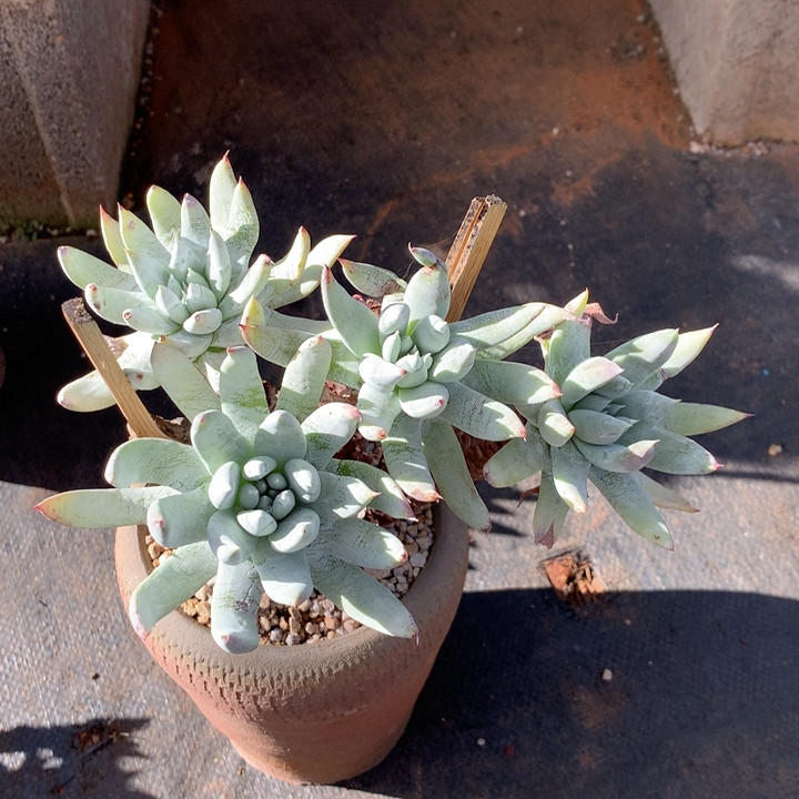 福利,鲜花速递/花卉仿真/绿植园艺,多肉植物,淘宝优惠券,粉丝福利购,淘宝优惠卷