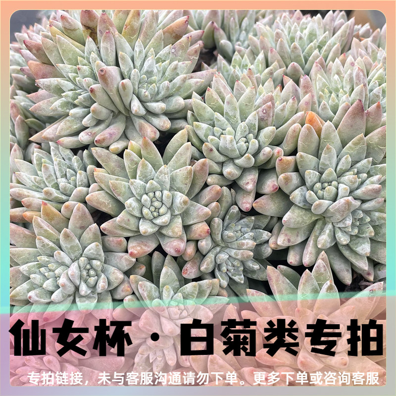 归田园多肉【白菊类】 直播/专拍 专用链接 未与客服确认请勿下单
