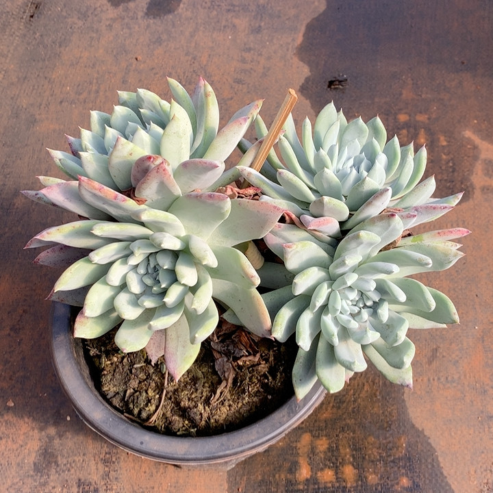 帕翠莎,鲜花速递/花卉仿真/绿植园艺,多肉植物,淘宝优惠券,粉丝福利购,淘宝优惠卷