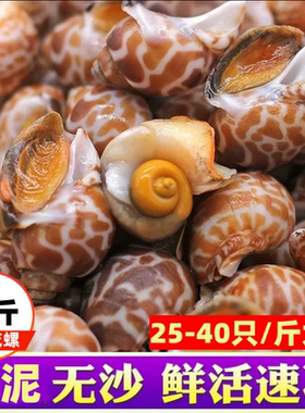 花螺鲜活冷冻新鲜海鲜螺类
