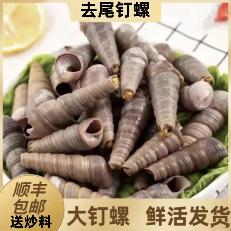 钉螺鲜活去尾 海螺锥螺3斤捞汁小海鲜麻辣钉螺新鲜水产顺丰包邮