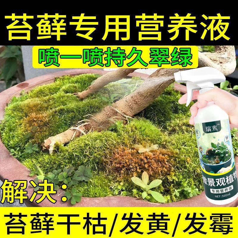 苔藓专用营养液促生长防黄防霉青苔盆景微景观植物生态瓶专用肥料