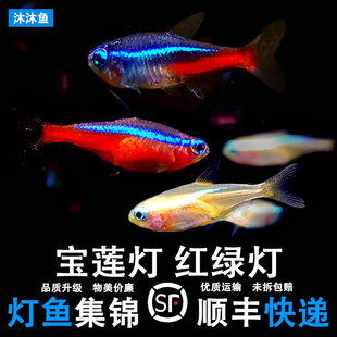 红绿灯观赏鱼巴西宝莲灯科鱼活体霓虹热带淡水孔雀小型群游斑马鱼