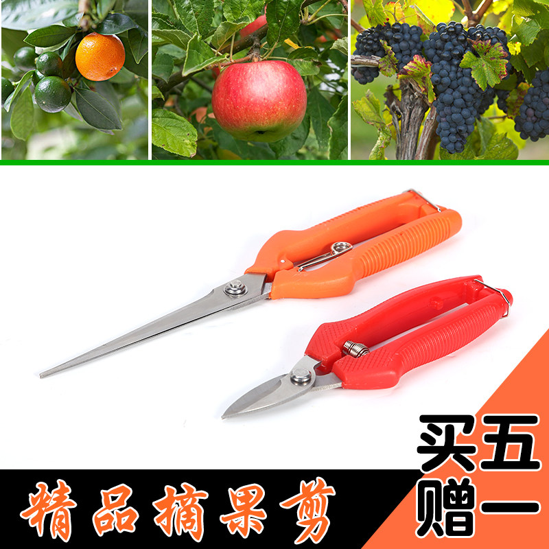 直头修枝树藤剪剪刀葡萄剪槟榔剪桔子剪柑橘剪稀果剪修花摘果剪_虎窝淘