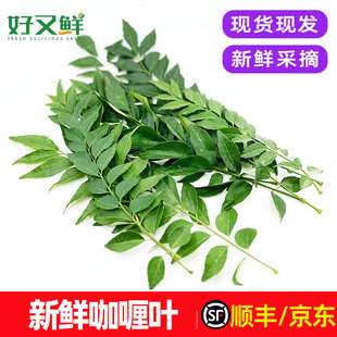 新鲜咖喱叶九里香调味增香食用调料菜炒饭中泰餐厅食材香料菜包邮