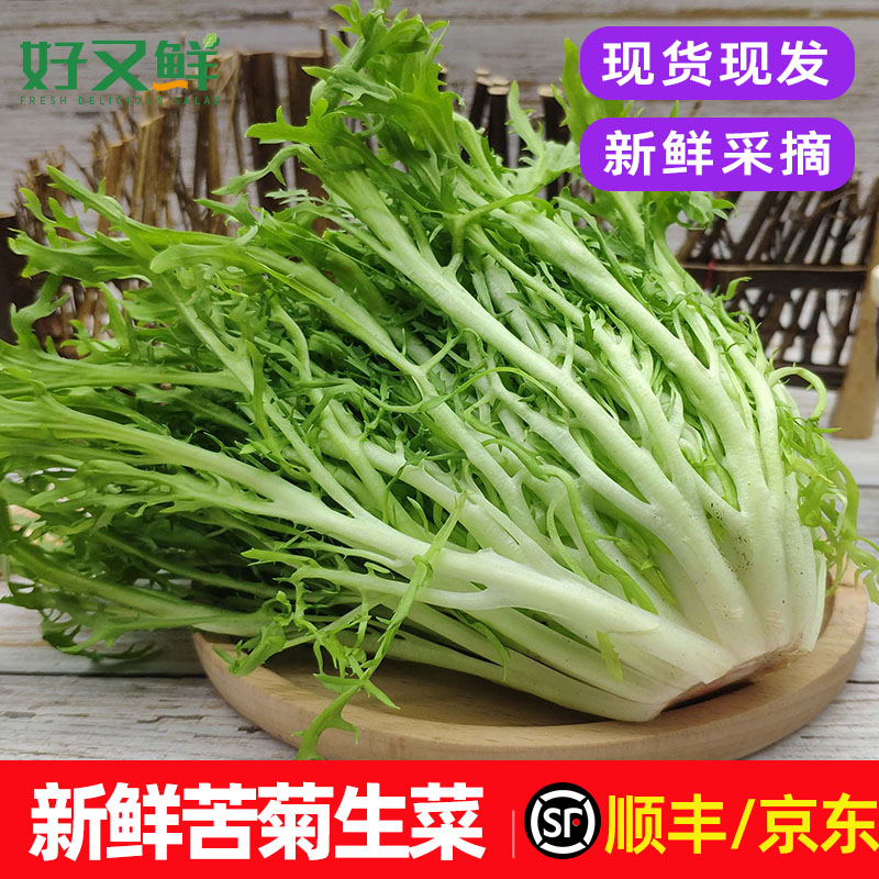 新鲜青苦菊生菜健身轻食沙拉蔬菜