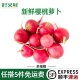 新鲜樱桃萝卜仔萨丁小红萝卜水果萝卜轻食健身沙拉菜泡菜西餐食材