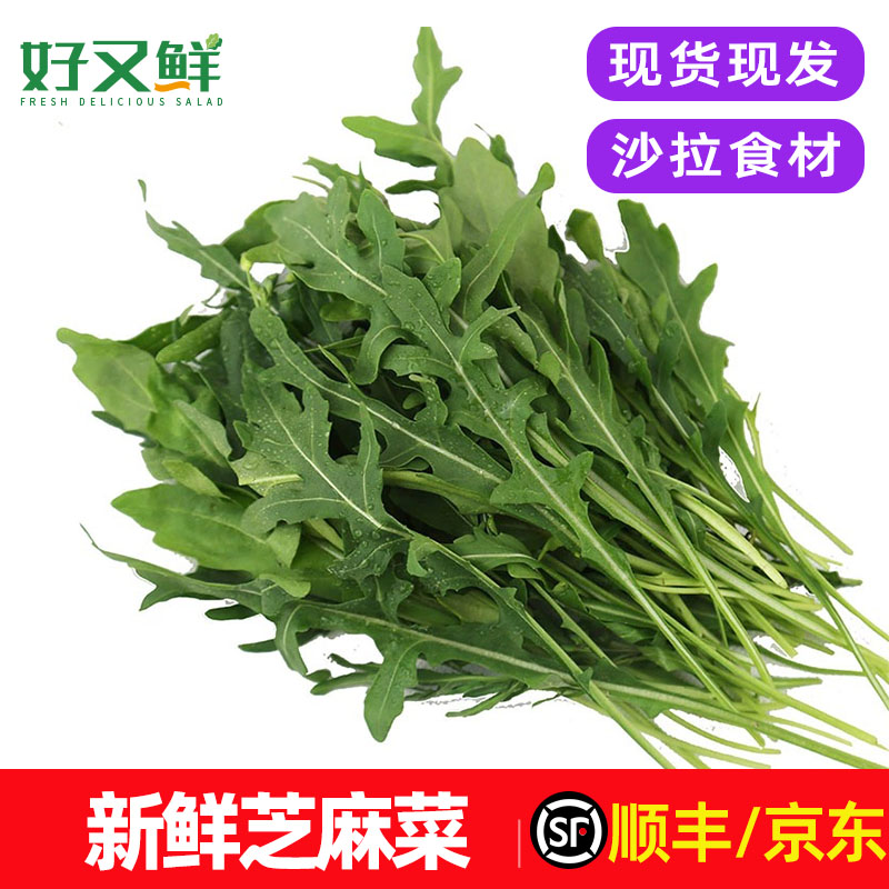 新鲜芝麻菜火箭菜西餐沙拉菜包邮