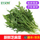 新鲜芝麻菜芝麻叶火箭菜披萨配菜健身轻食蔬菜西餐食材沙拉菜 包邮