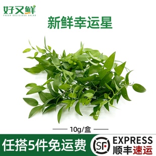 新鲜幸运星草阔叶舞竹腾树苗酒店西餐摆盘蛋糕烘培装饰点缀鲜花草