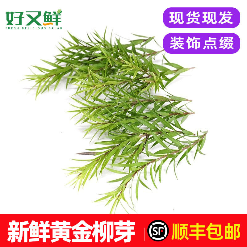 新鲜黄金柳芽黄松西餐摆盘日料烘培蛋糕装饰点缀花草柳牙叶子包邮