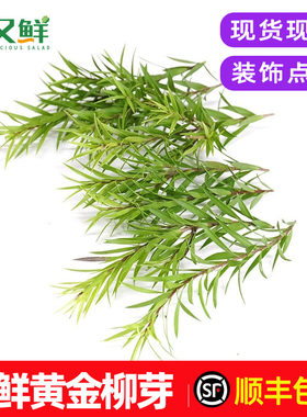 新鲜黄金柳芽装饰点缀花草叶包邮