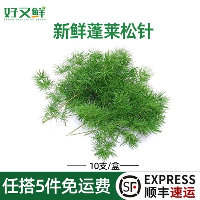 新鲜蓬莱松针西餐摆盘装饰点缀草