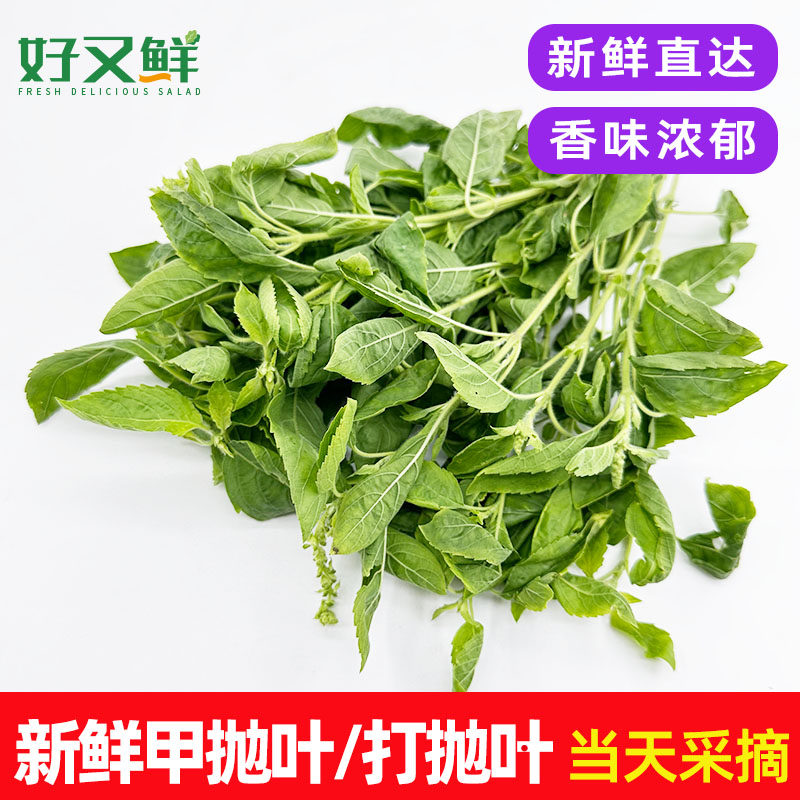新鲜甲抛叶打抛叶泰式打抛饭香料菜配料调料菜越南菜嘎抛蔬菜包邮