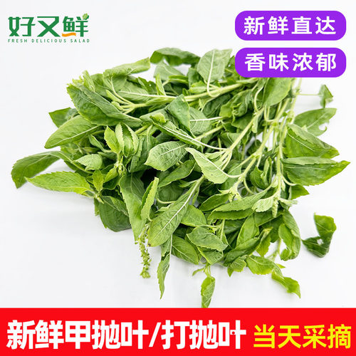 新鲜甲抛叶打抛叶泰式打抛饭香料菜配料调料菜越南菜嘎抛蔬菜包邮
