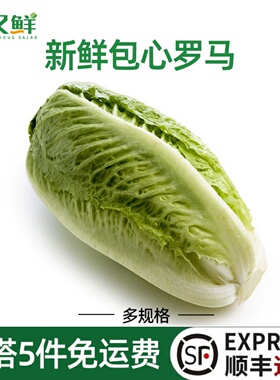 新鲜包心罗马黄心凯撒罗纹生菜即食轻食健身餐蔬菜西餐厅沙拉食材