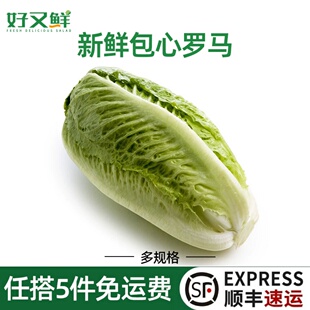 新鲜包心罗马黄心凯撒罗纹生菜即食轻食健身餐蔬菜西餐厅沙拉食材