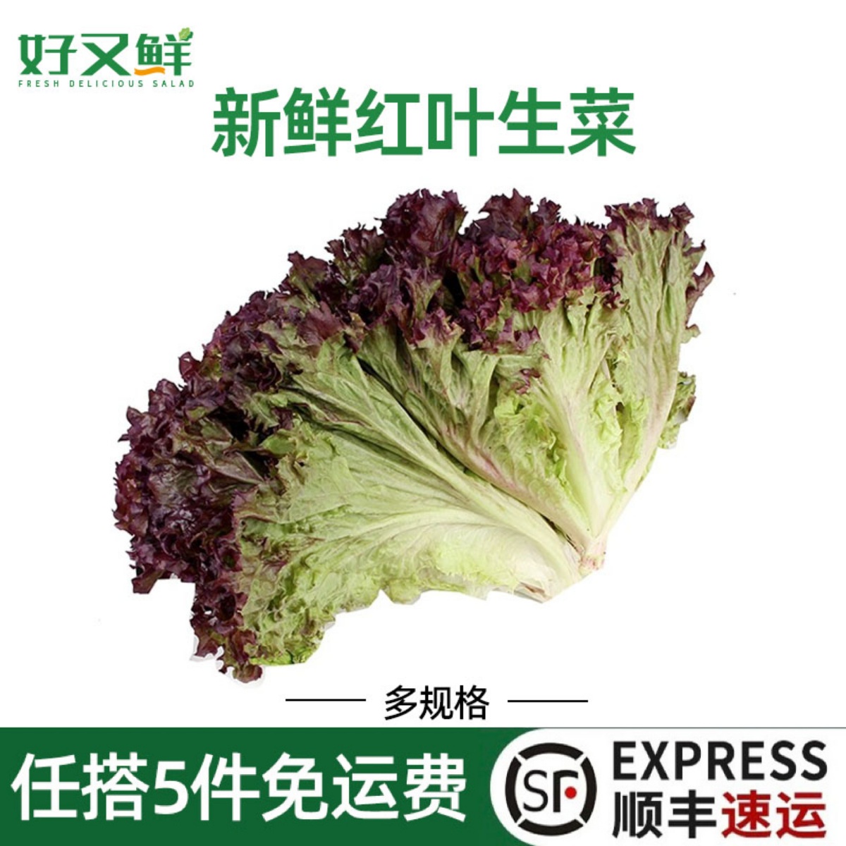 红叶生菜新鲜罗莎红生菜紫叶沙拉菜健身轻食清洗即食西餐食材蔬菜