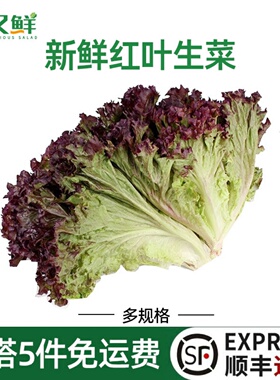 红叶生菜新鲜罗莎红生菜紫叶沙拉菜健身轻食清洗即食西餐食材蔬菜