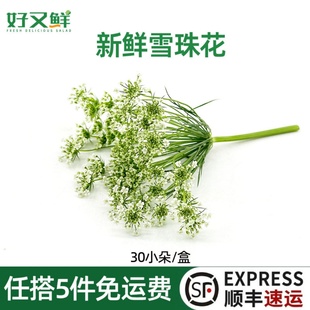 新鲜雪珠花蕾丝花白色小花酒店西餐日料摆盘冷菜蛋糕点缀装饰30朵