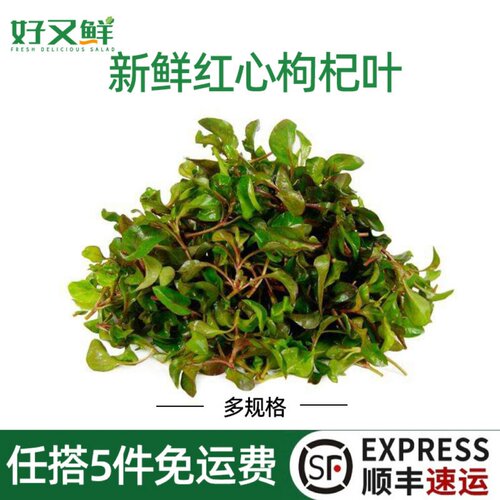新鲜红叶枸杞火锅上汤特色野菜