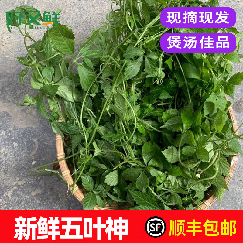 新鲜五叶神五叶参绞股蓝七叶胆农庄饭店煲汤食材回甘特色野菜包邮