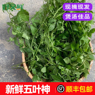 新鲜五叶神五叶参绞股蓝七叶胆农庄饭店煲汤食材回甘特色野菜包邮