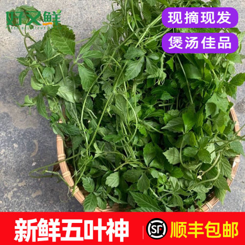 新鲜五叶神煲汤食材回甘野菜包邮