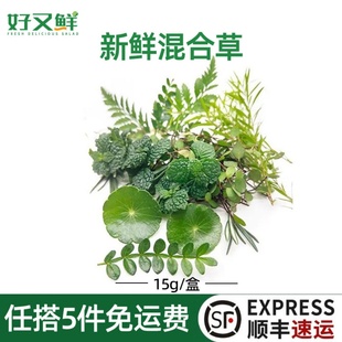 新鲜混合草羊齿叶薄荷头清香木柳芽吊兰混装西餐摆盘装饰点缀叶草