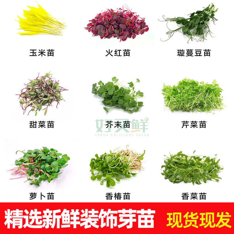 新鲜可食用微型火红芽苗摆盘装饰