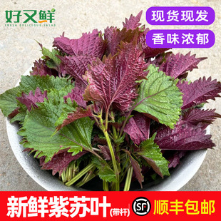 新鲜紫苏叶现摘食用带杆紫苏苗去腥提香海鲜田螺鱼虾调味香菜包邮