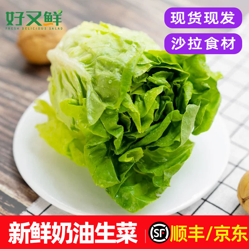 新鲜奶油生菜波斯顿牛油生菜嫩叶沙拉配菜西餐轻食健身餐食材包邮