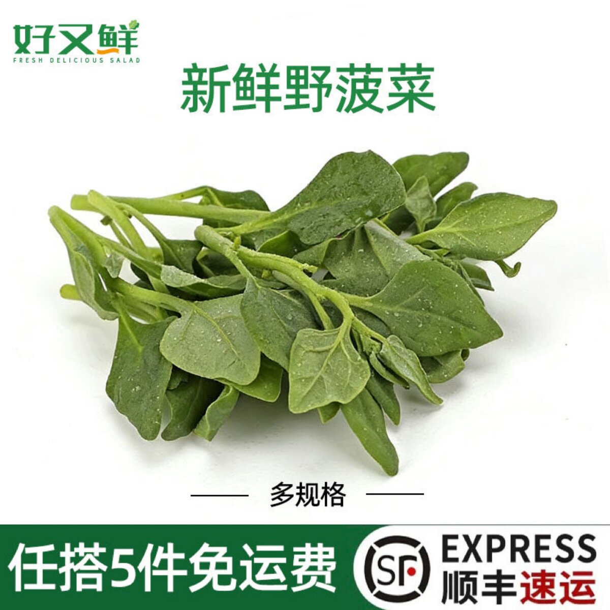 新鲜野菠菜现摘番杏露天当季野菜馆农庄上汤火锅沙拉特色蔬菜食材