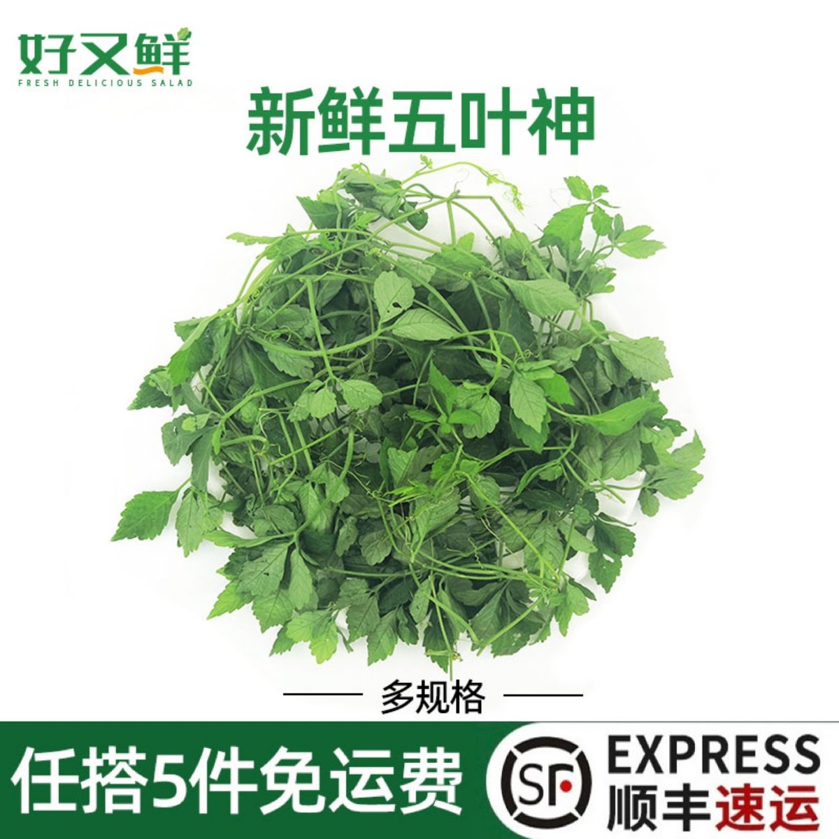 五叶神新鲜五叶参绞股蓝七叶胆福音天堂草农庄煲炖汤食材回甘野菜