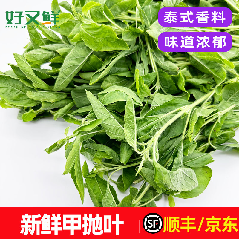 新鲜甲抛叶打抛叶泰式打抛饭香料菜配料调料菜越南菜嘎抛蔬菜包邮