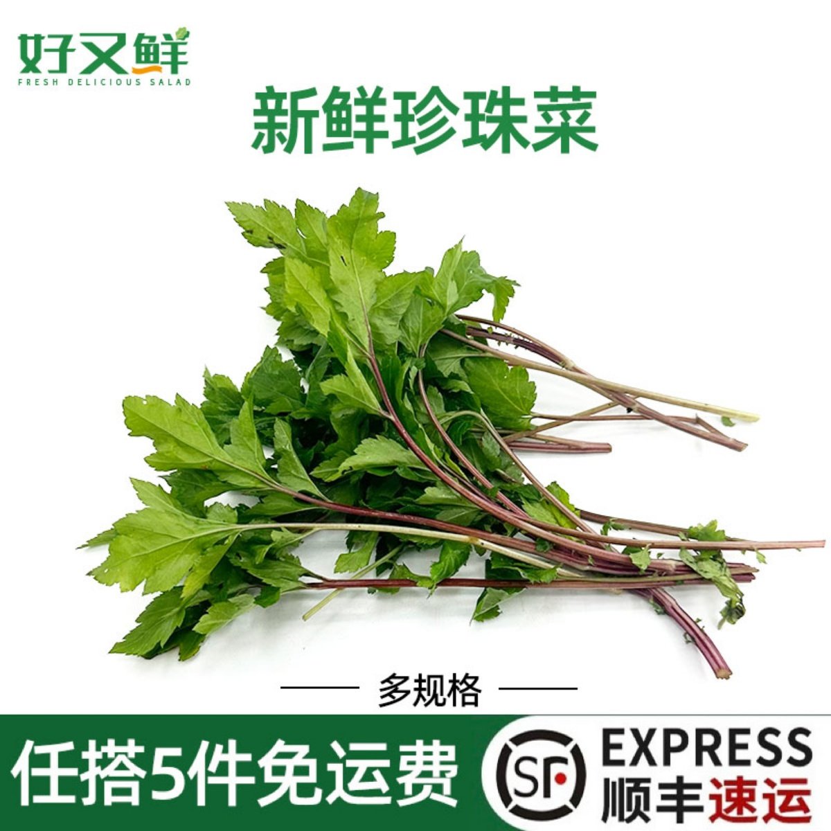 新鲜珍珠菜当归苗潮汕红根真珠菜现摘食用野菜农庄餐厅上汤火锅菜,水产肉类/新鲜蔬果/熟食,其它,淘宝优惠券,粉丝福利购,淘宝优惠卷