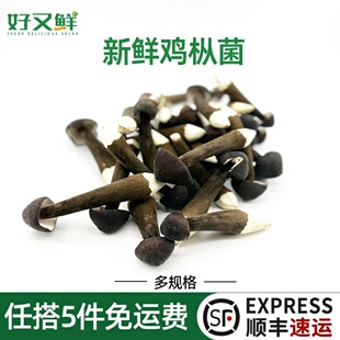 新鲜黑皮鸡枞菌云南特产一级食用山珍菌菇长根菇火锅炒肉煲汤食材