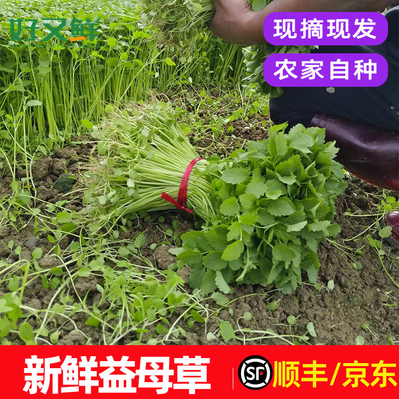 新鲜益母草野菜女性坐月子生理期食用品现摘农庄煮汤特色蔬菜包邮