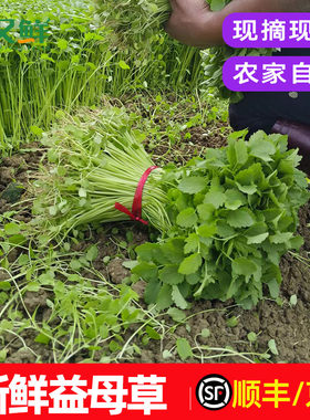 新鲜益母草现摘生理期野蔬菜包邮